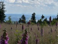 img-20250705-wa0236